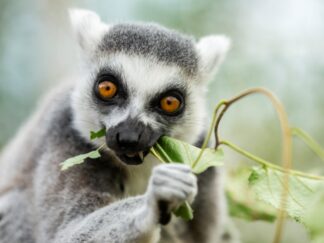 Ring Tailed Lemur eating leaves Lemur Catta at Marwell Zoo