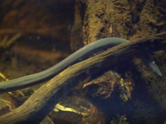 Rio cauca caecilian