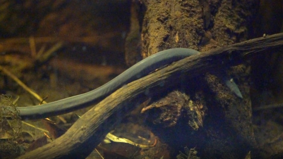 Rio cauca caecilian