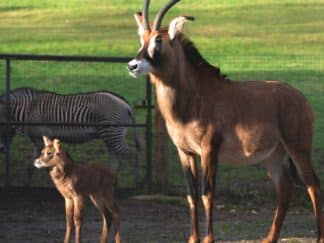 Roan Antelope Hippotragus Equinus Marwell Zoo