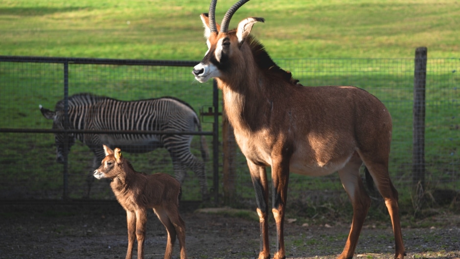 Roan Antelope Hippotragus Equinus Marwell Zoo