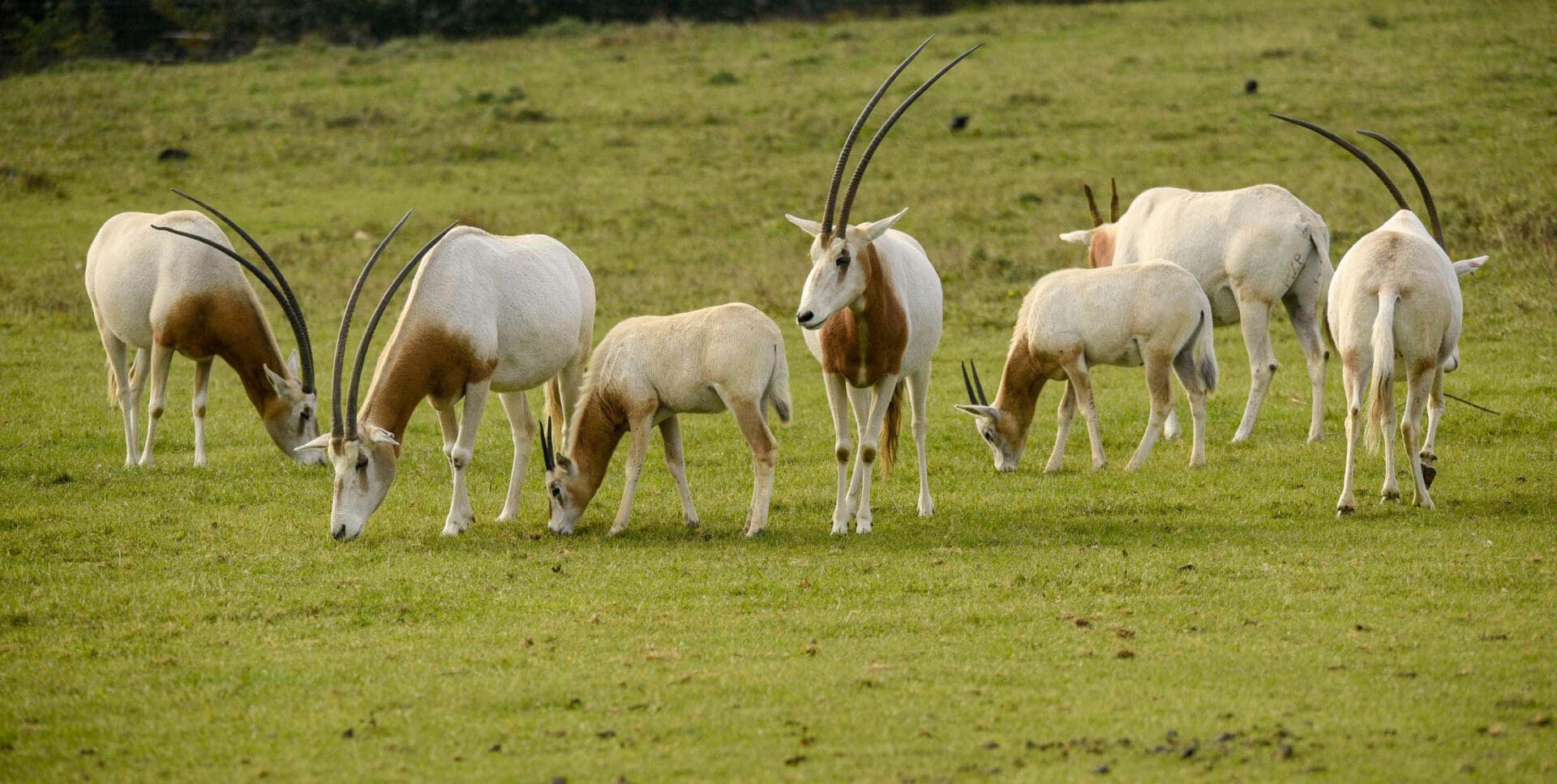 Scimitar Horned Oryx Oryx Dammah Marwell Zoo Hannah Pearce Oryx