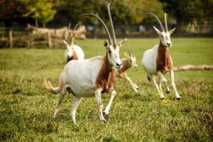 Scimitar Horned Oryx Oryx Dammah Marwell Zoo Hannah Pearce Scimitar Horned Oryx