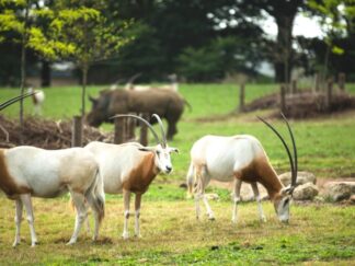 Scimitar Horned Oryx Oryx Dammah Marwell Zoo Jason Brown