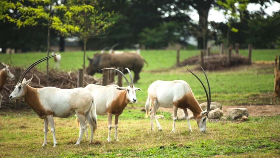 Scimitar Horned Oryx Oryx Dammah Marwell Zoo Jason Brown