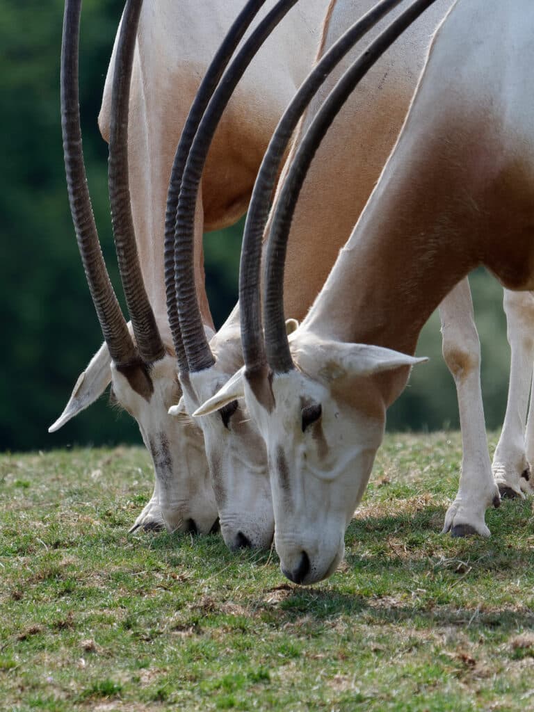 Scimitar Horned Oryx Oryx Dammah Marwell Zoo Wabbits Sho