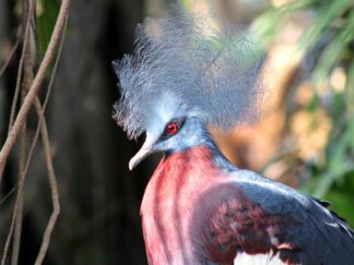 Sclaters Crowned Pigeon Goura Sclaterii Marwell Zoo