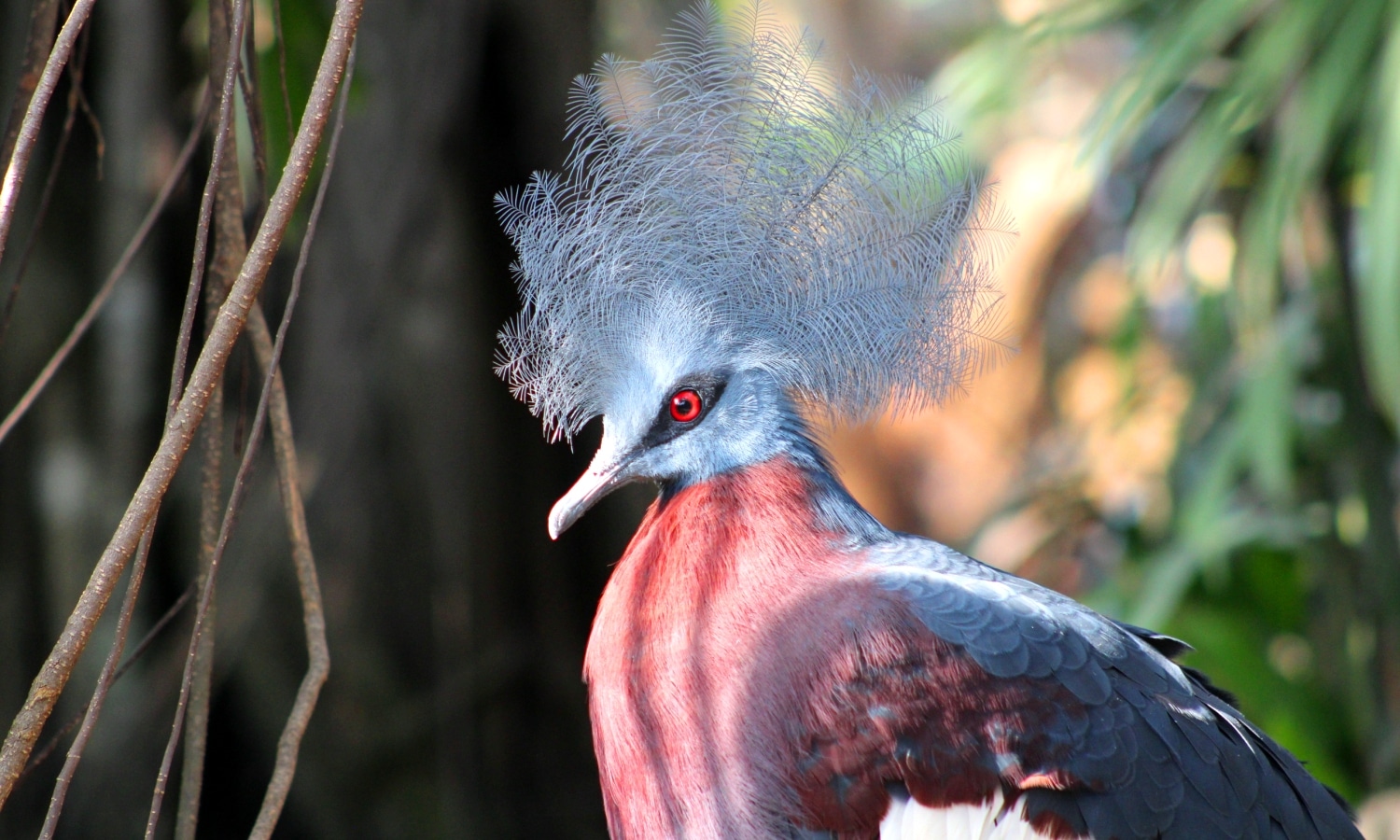 Sclaters Crowned Pigeon Goura Sclaterii Marwell Zoo