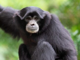 Siamang Gibbon Symphalangus Syndactylus Marwell Zoo