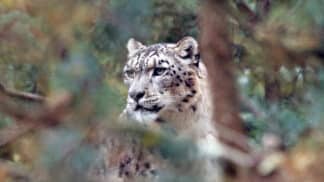 Snow Leopard Panthera Uncia Marwell Zoo Andy T