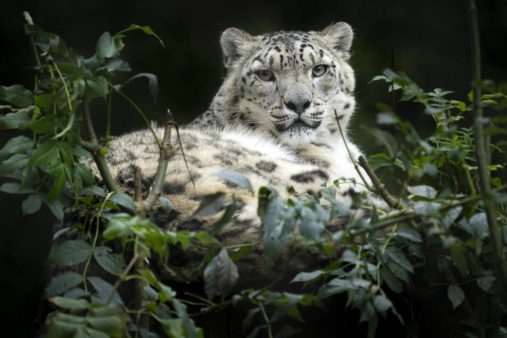 Snow Leopard Panthera Uncia Marwell Zoo Jason Brown