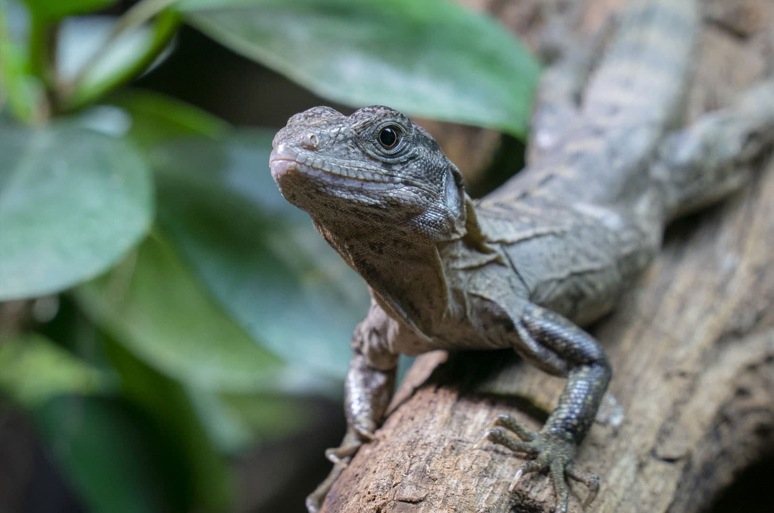 Utila Spiny Tailed Iguana Ctenosaura Bakeri Marwell Zoo