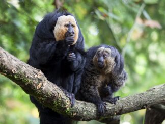 White Faced Saki Pithecia Pithecia Marwell Zoo