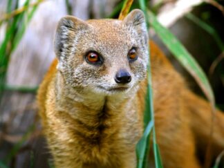 Yellow Mongoose Cynictis Penicillata Marwell Zoo