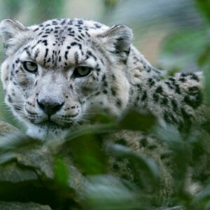 Snow leopard