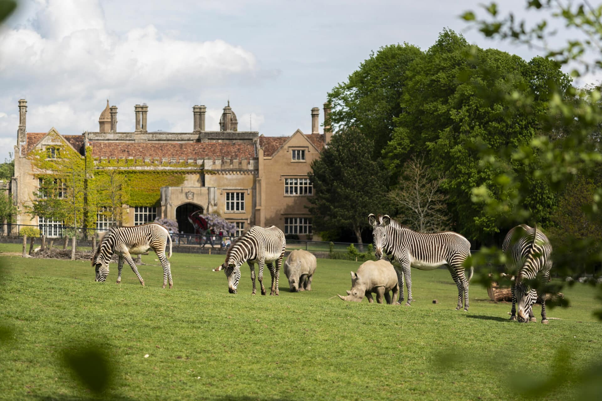 Zoo Photographer Credit Jason Brown Zebra Outside Marwell Hall 5 Copy