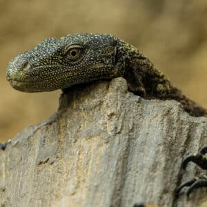 Crocodile Monitor Lizard