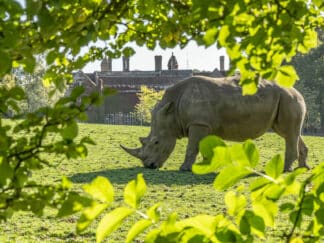 White Rhinoceros Ceratotherium Simum Marwell Zoo Jason Brown Rhino In Front Of Hall