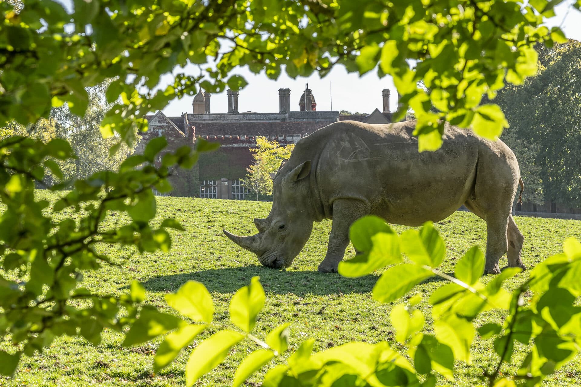 White Rhinoceros Ceratotherium Simum Marwell Zoo Jason Brown Rhino In Front Of Hall