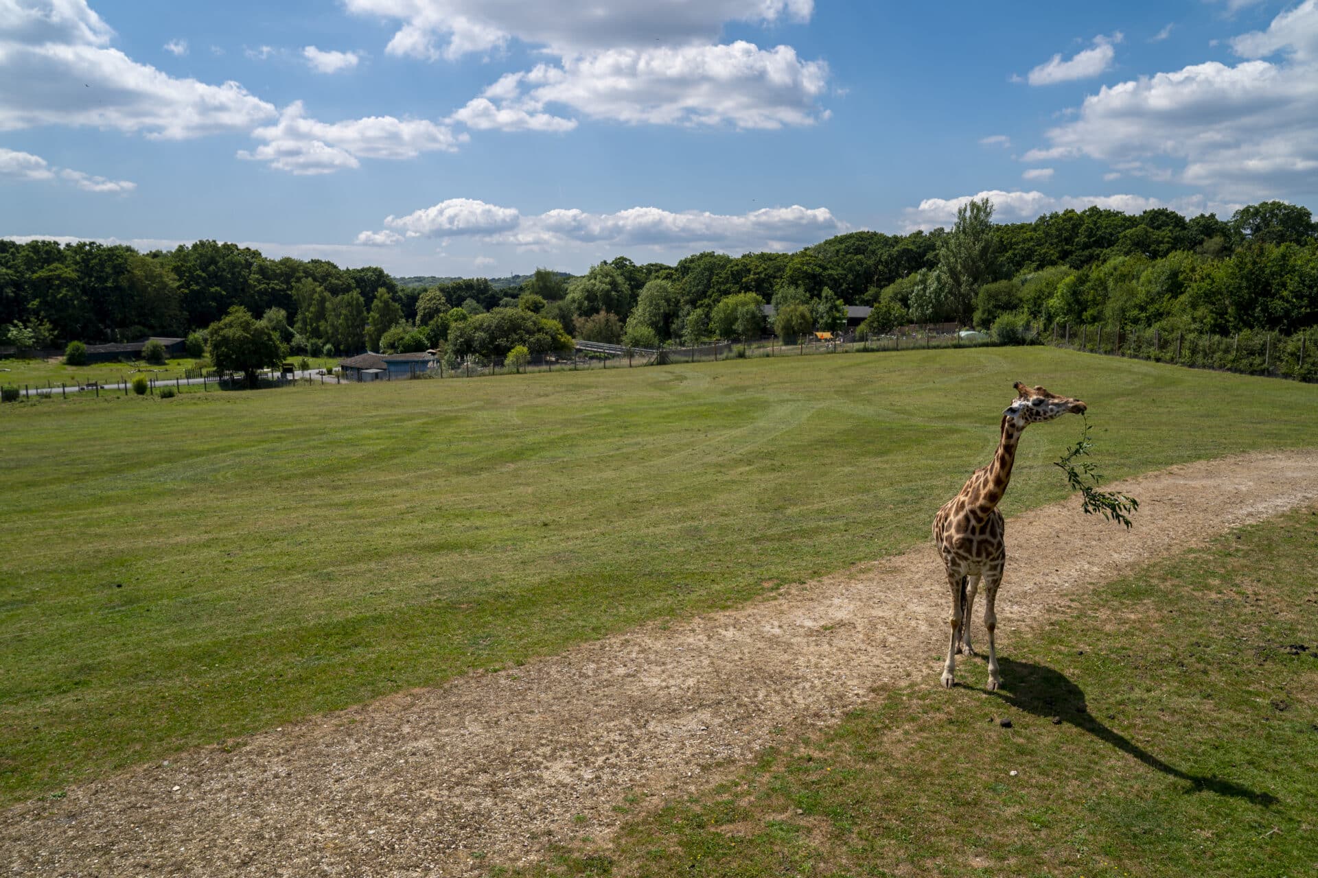 Giraffe Giraffa Camelopardalis Marwell Zoo Jason Brown Giraffe Grazing In Field