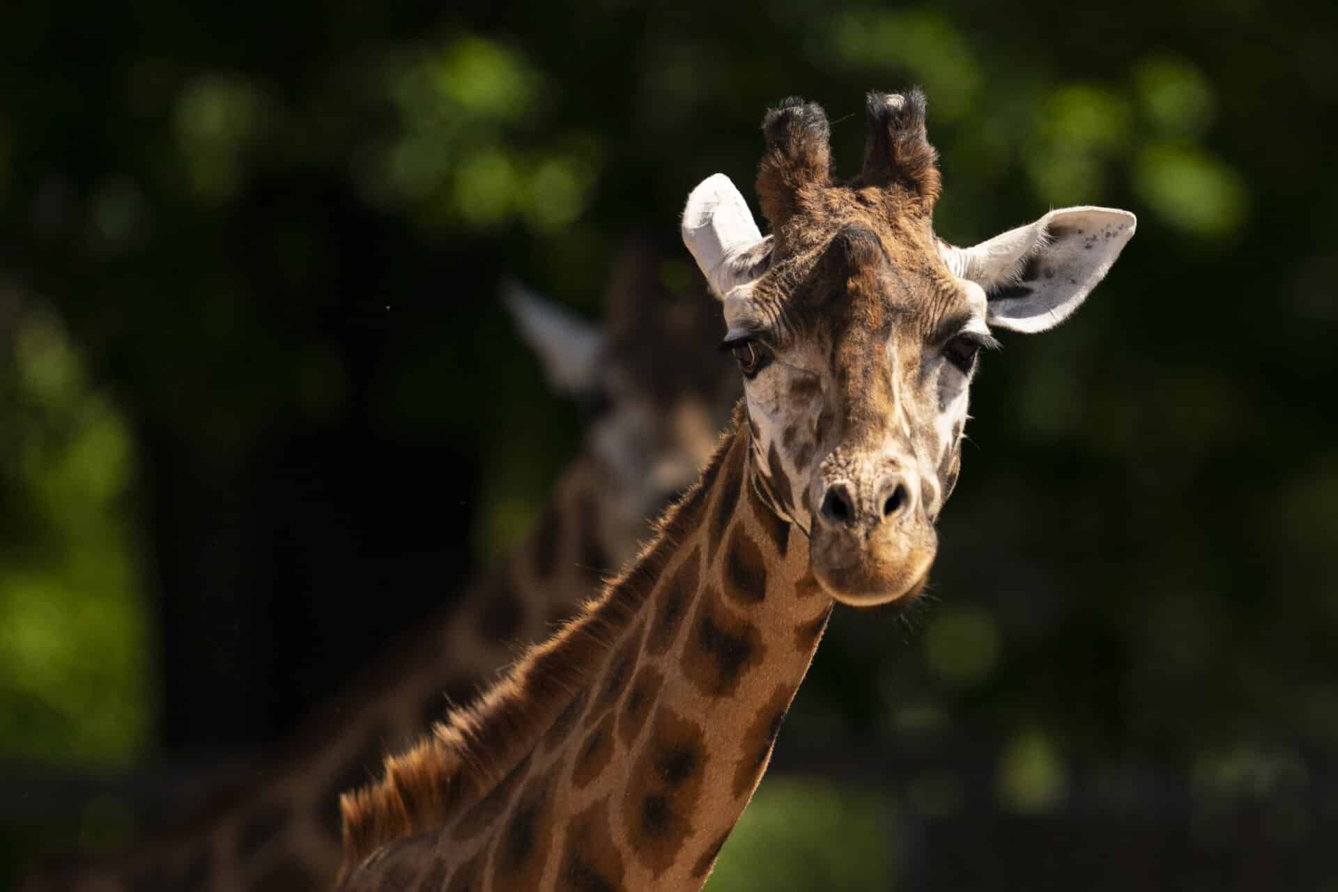 Giraffe Giraffa Camelopardalis Marwell Zoo Jason Brown Giraffe