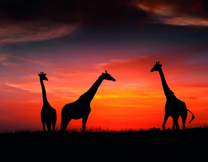 Giraffe Giraffa Camelopardalis Marwell Zoo Staff Photography Giraffes In The Sunset