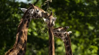 Giraffe Giraffa Camelopardalis Marwell Zoo New