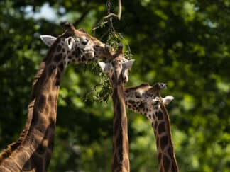 Giraffe Giraffa Camelopardalis Marwell Zoo New