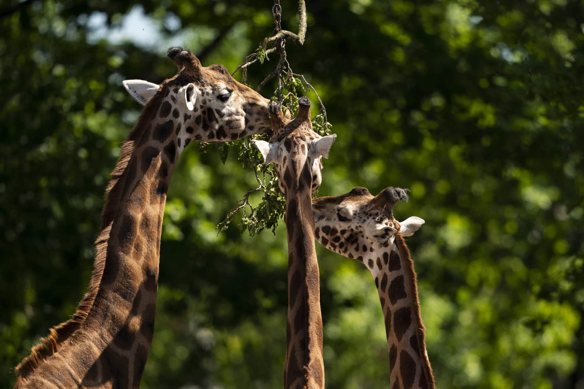 Giraffe Giraffa Camelopardalis Marwell Zoo New