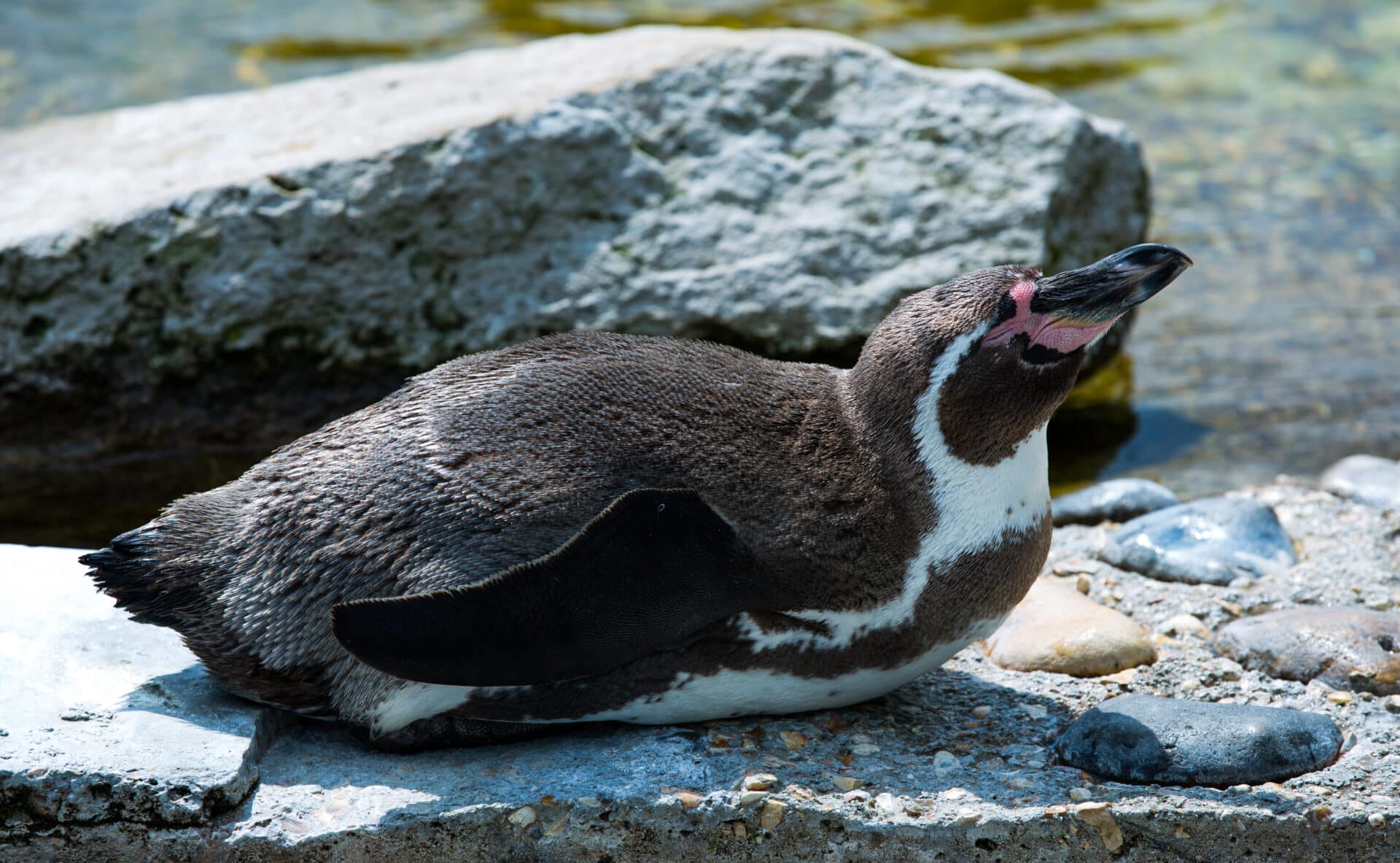 Humbolt Penguin Spheniscus Humboldti Marwell Zoo Jason Brown 6