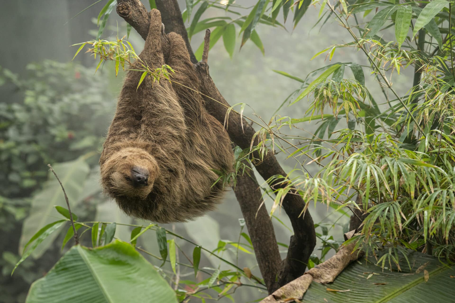 Linnes Two Toed Sloth Choloepus Didactylus Marwell Zoo Jason Brown Rica Hanging Out