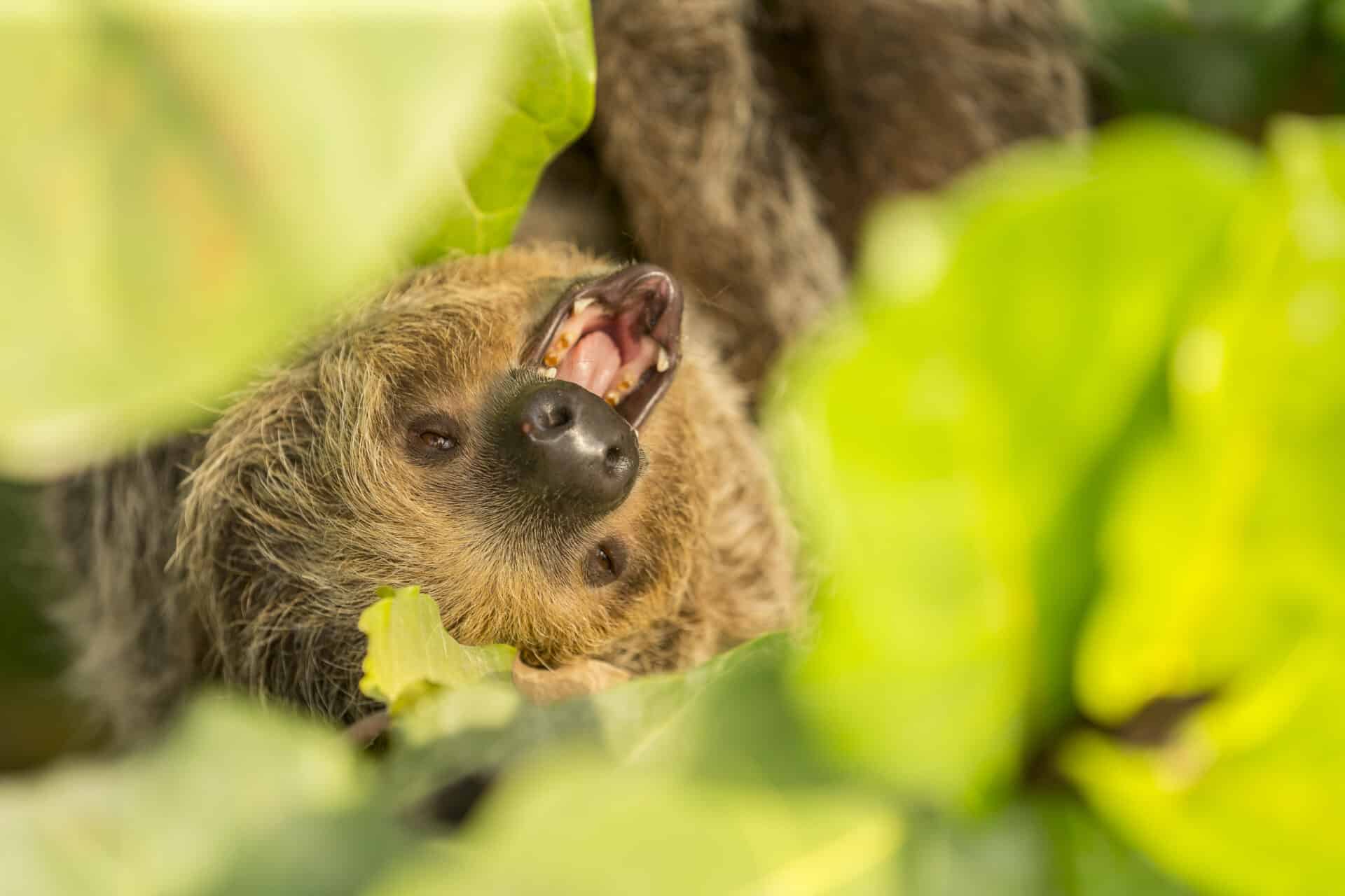 Linnes Two Toed Sloth Choloepus Didactylus Marwell Zoo Jason Brown Two Toed Sloth