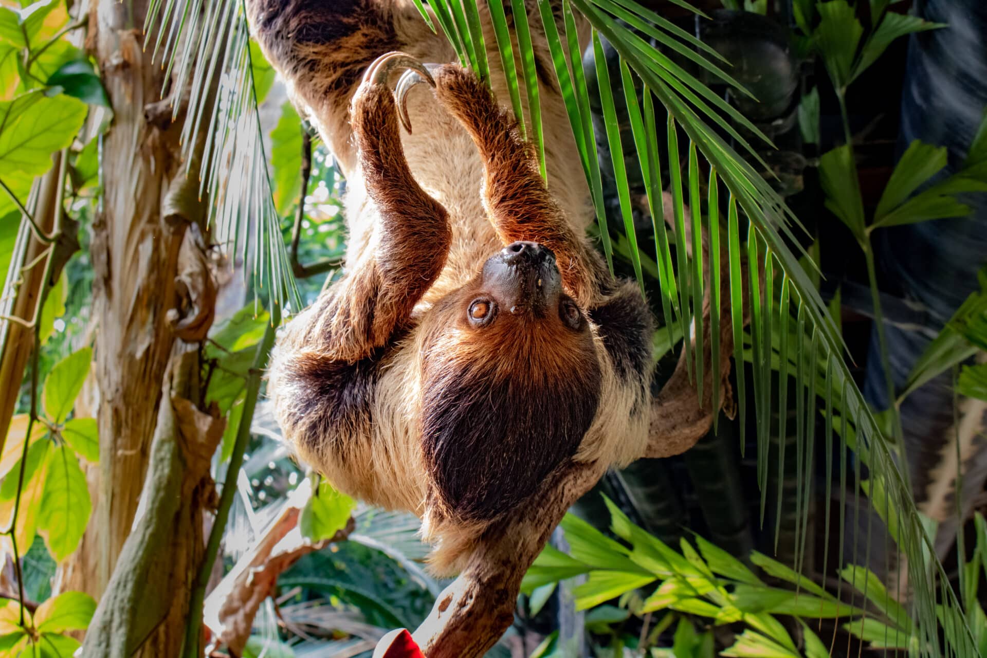 Linnes Two Toed Sloth Choloepus Didactylus hanging from a tree at Marwell Zoo's Tropical House