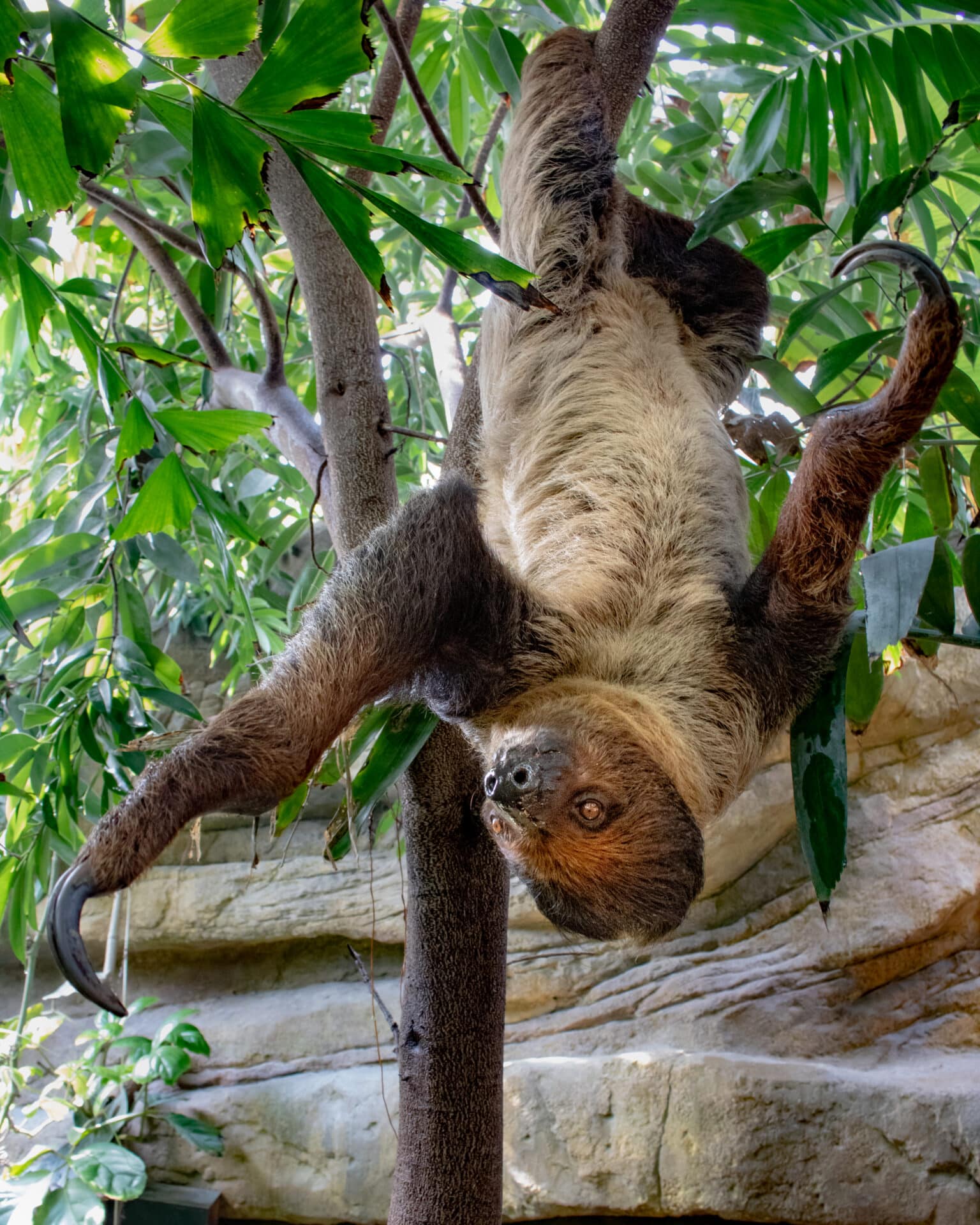 Linnes Two Toed Sloth Choloepus Didactylus Marwell Zoo Lara Jackson Santos Hanging