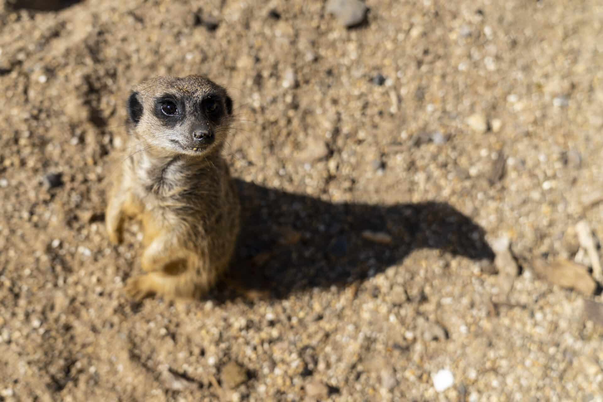 Copyright Marwell Wildlife Jason Brown Marwell Wildlife Www Marwell Org Uk 4