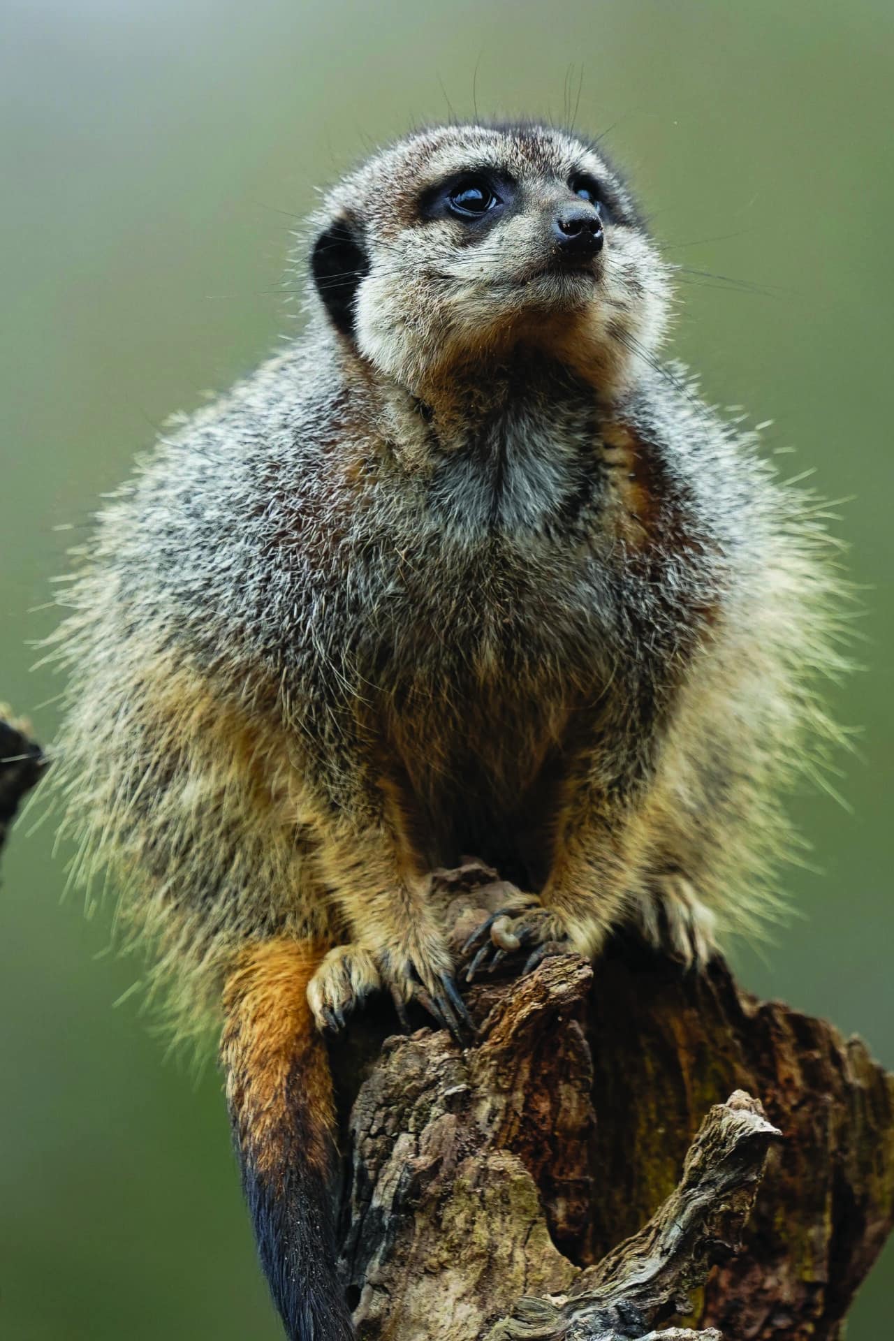 Meerkat Suricata Suricatta Marwell Zoo Jason Brown Meerkat Lookout