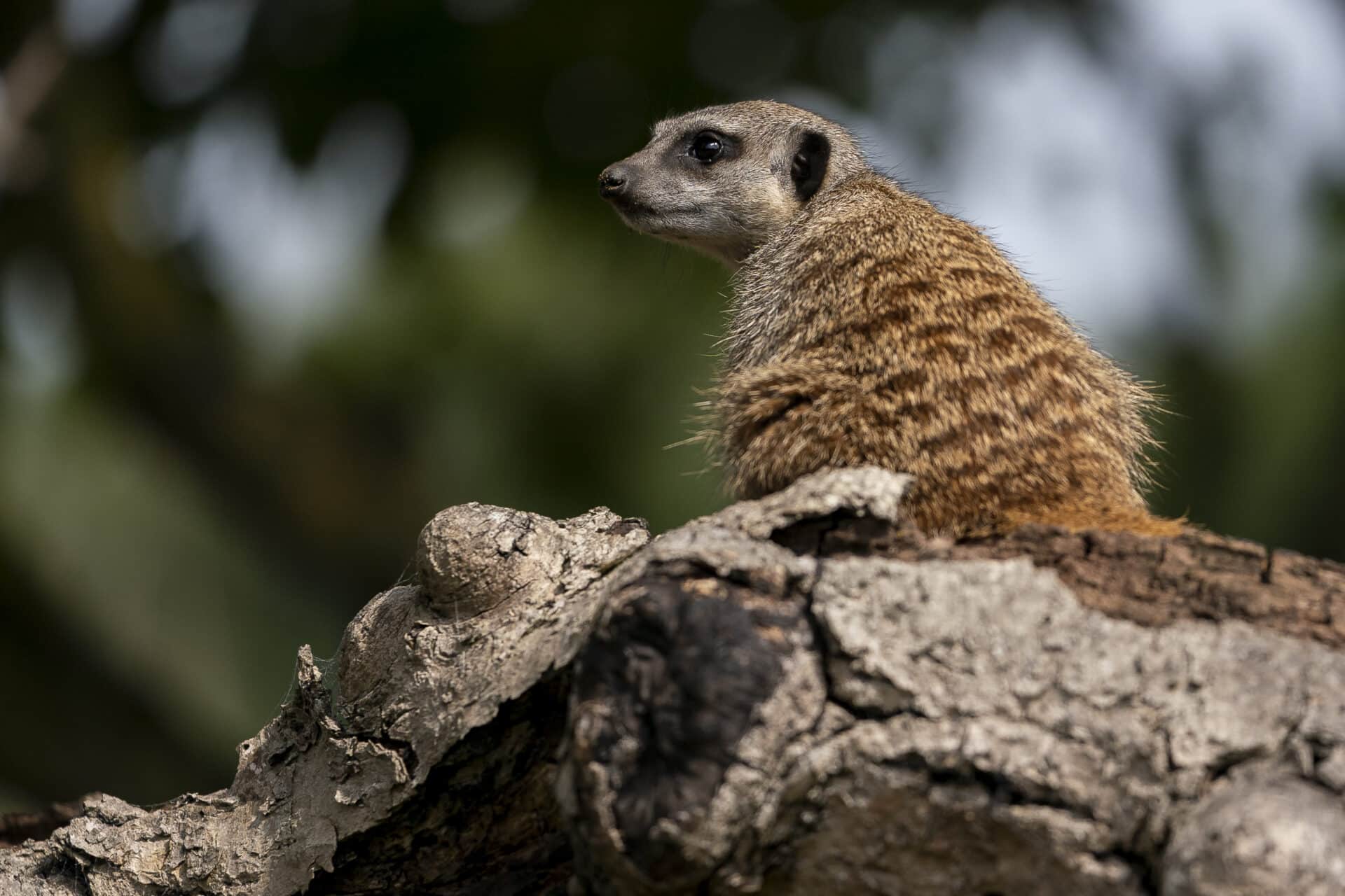 Meerkat Suricata Suricatta Marwell Zoo Jason Brown Meerkats 6