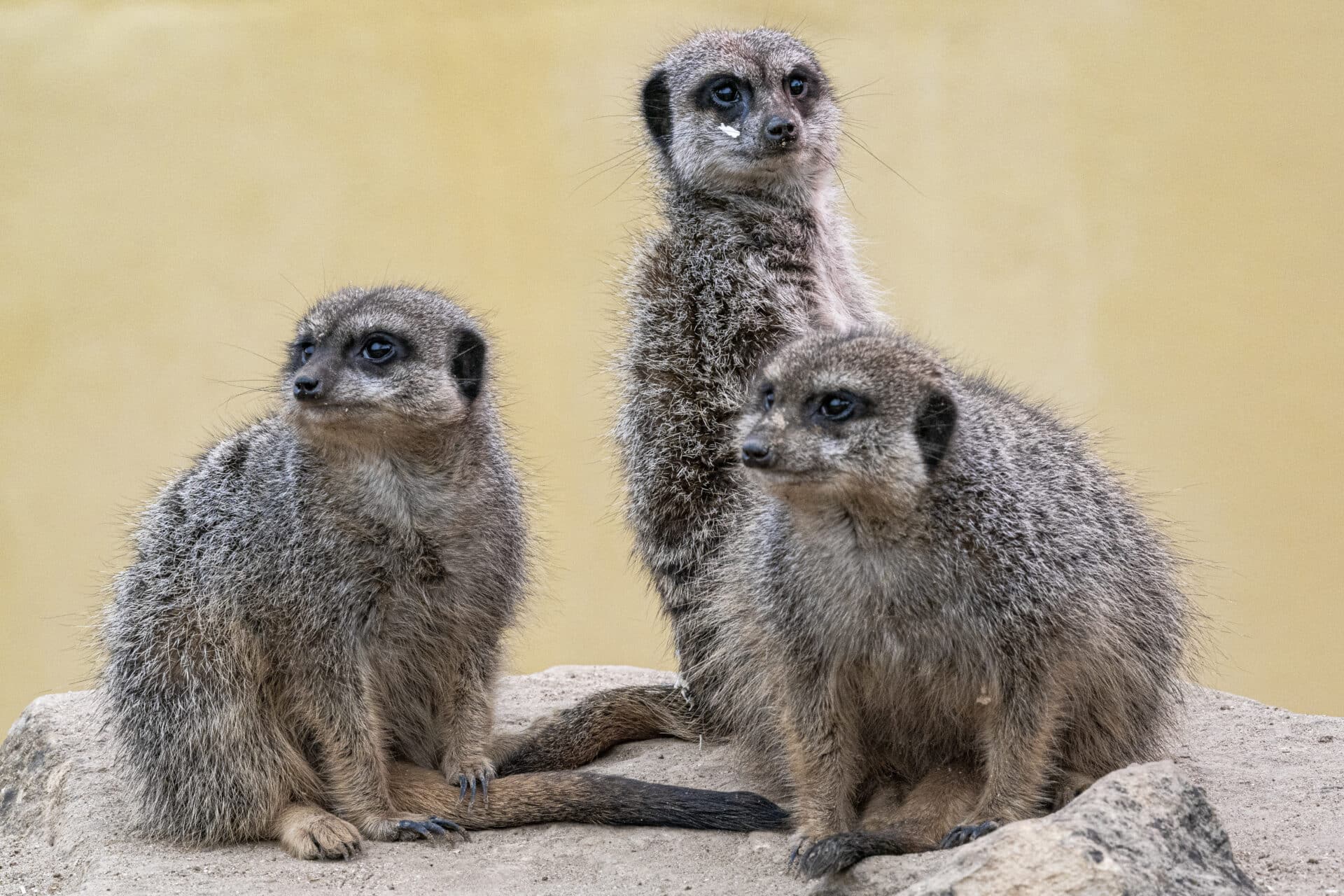 Meerkat Suricata Suricatta Marwell Zoo Jason Brown Meerkats 9