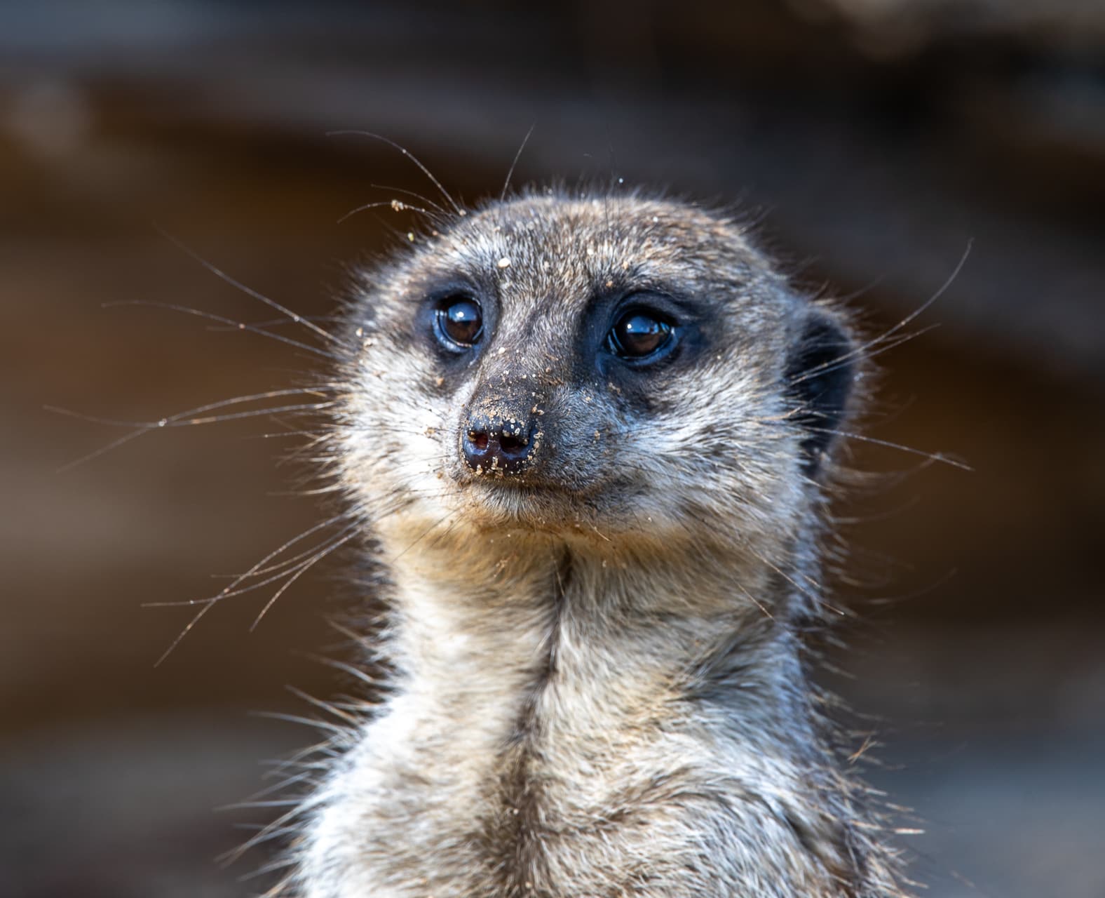 Meerkat Suricata Suricatta Marwell Zoo Mark Parris Meerkat Close Up