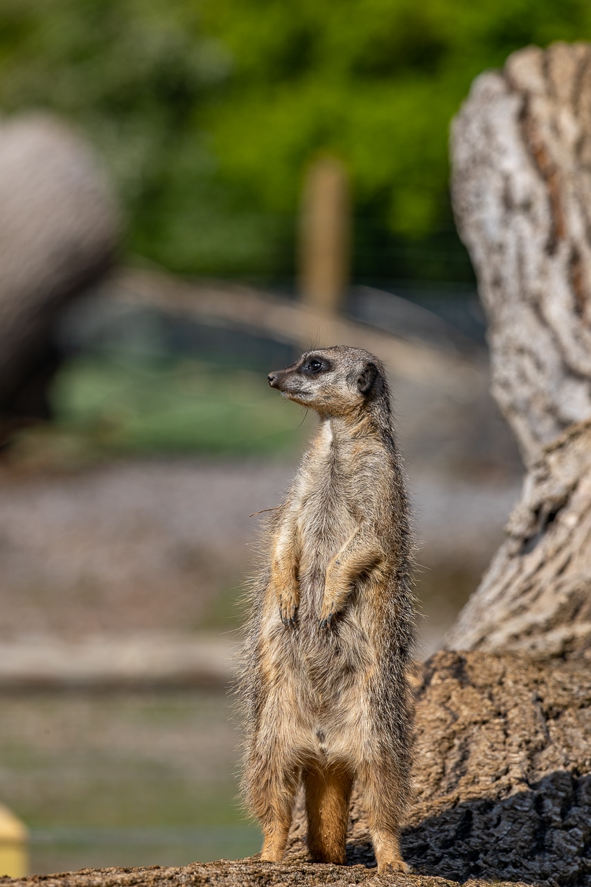 Meerkat Suricata Suricatta Marwell Zoo Mark Parris Meerkat Standing