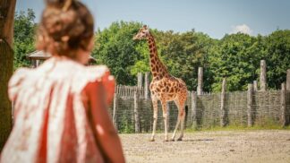 Zoo Photographer Credit Paul Collins Little Girl At Outside Giraffe Enclosure