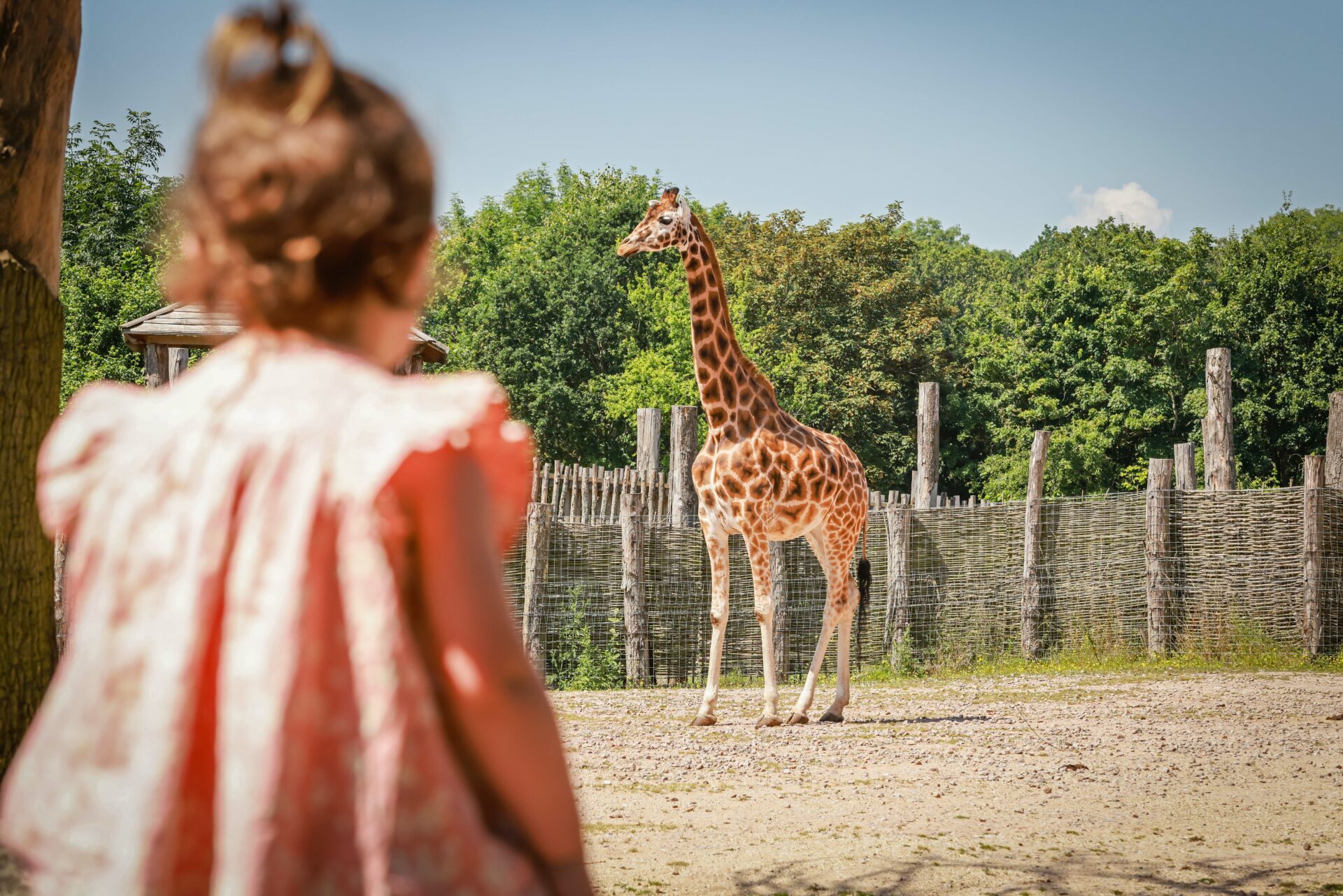 Zoo Photographer Credit Paul Collins Little Girl At Outside Giraffe Enclosure