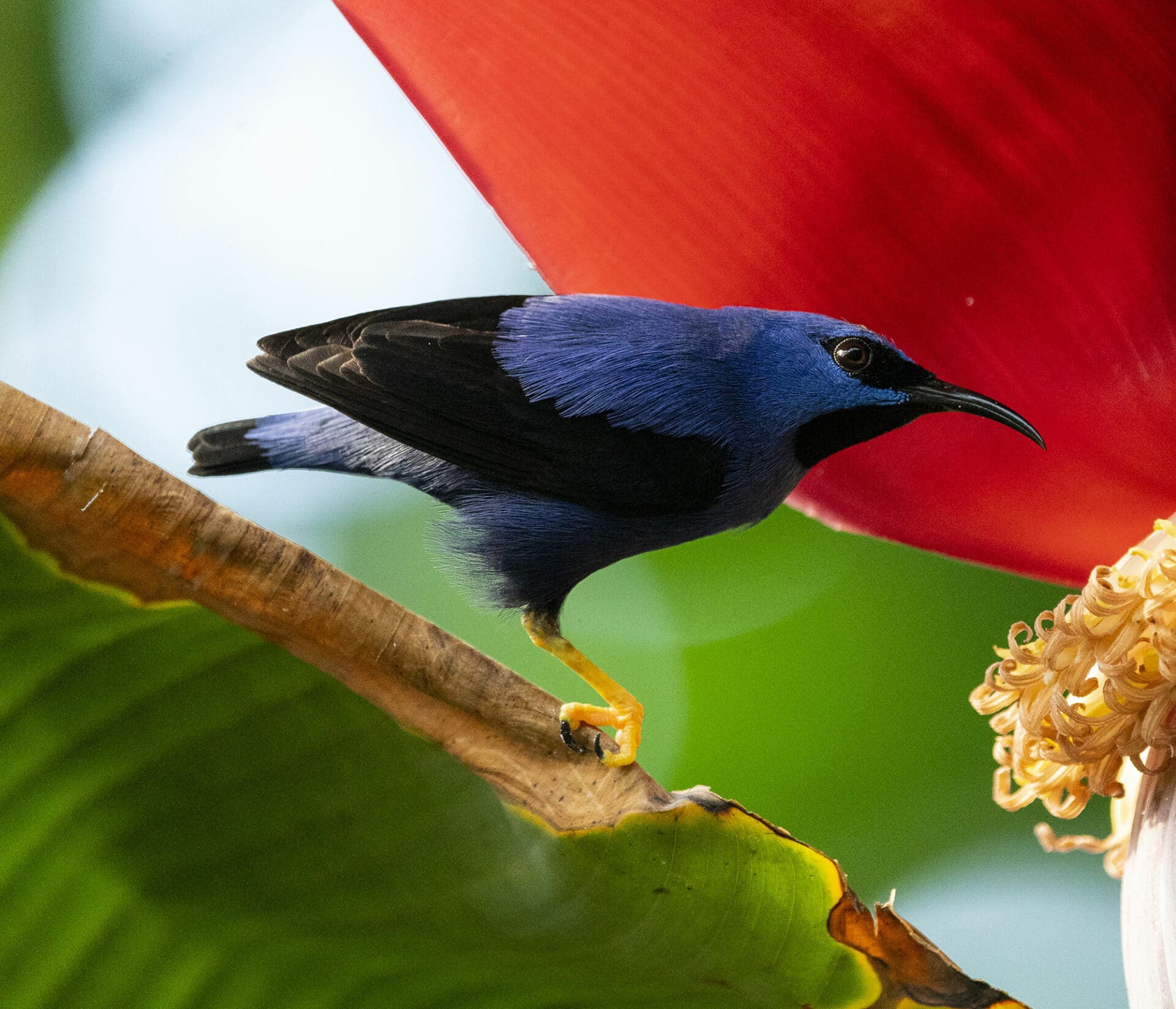 Honeycreeper at Marwell Zoo