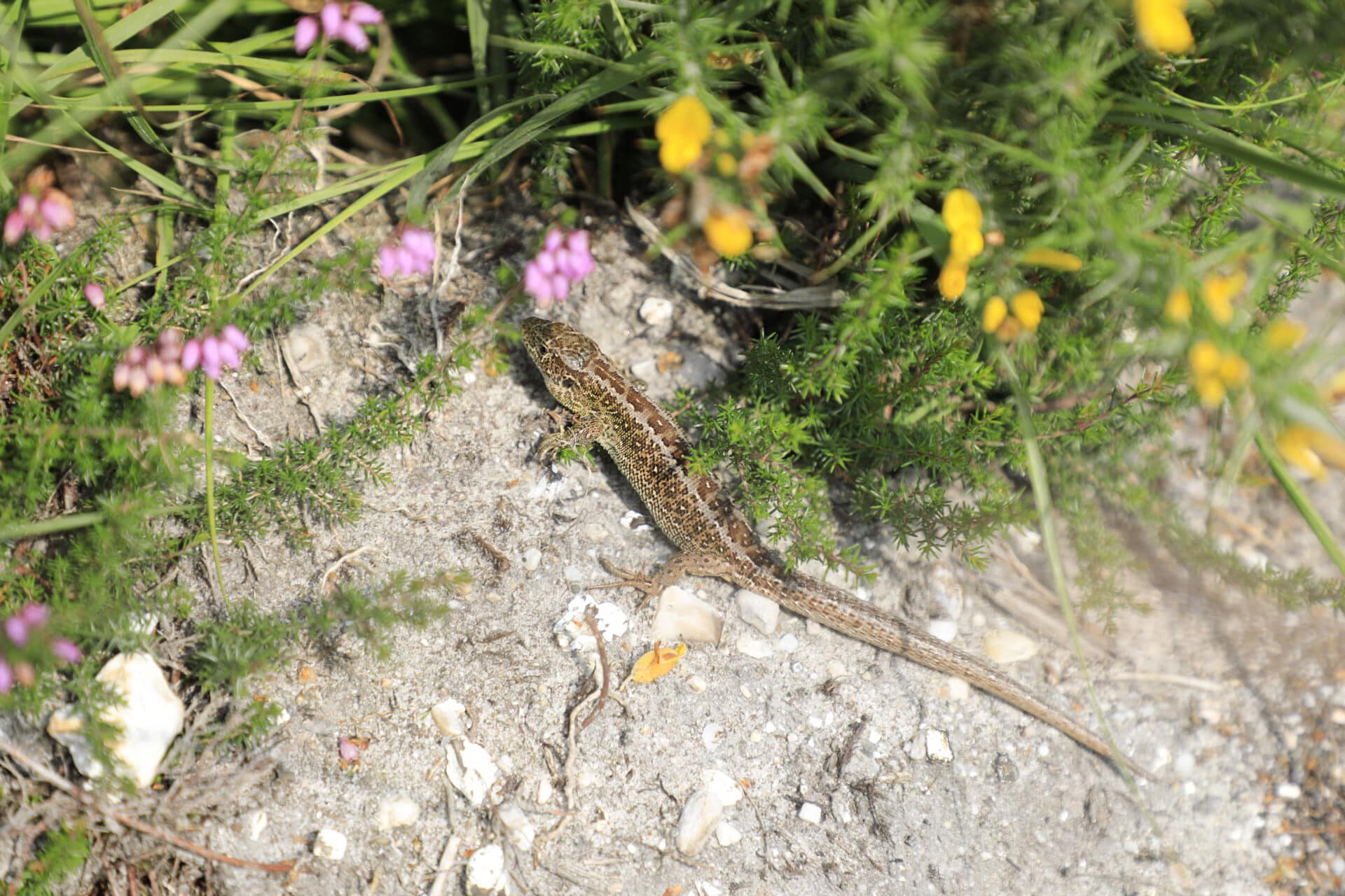 Sand lizard