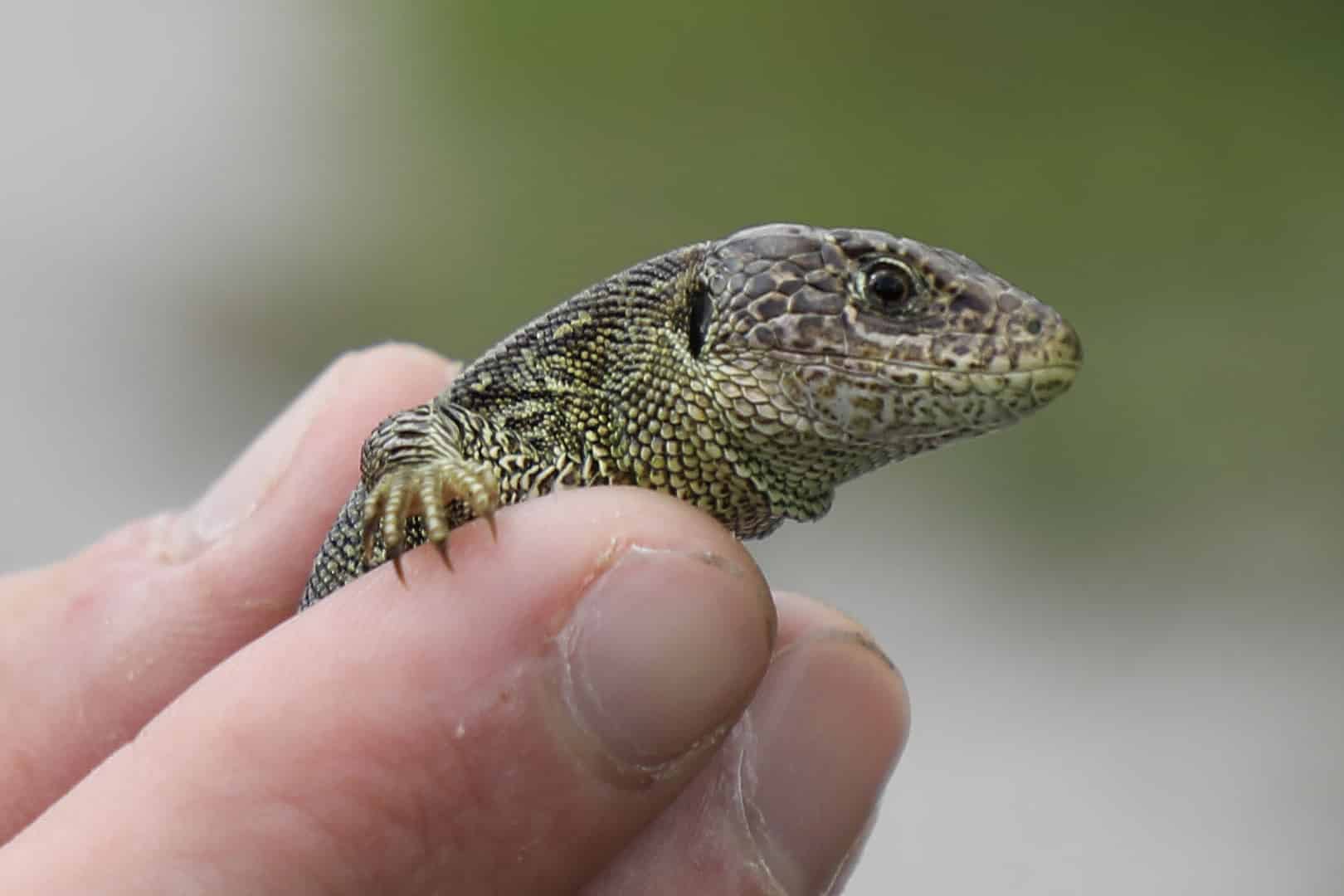 Sand lizard reintroduction