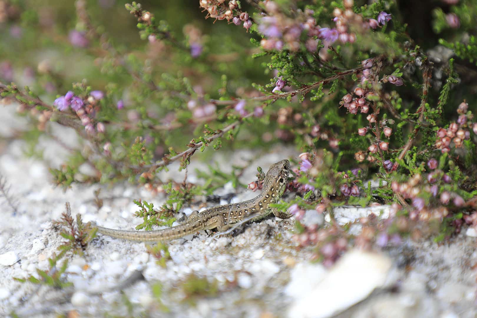 Sand lizard reintroduction