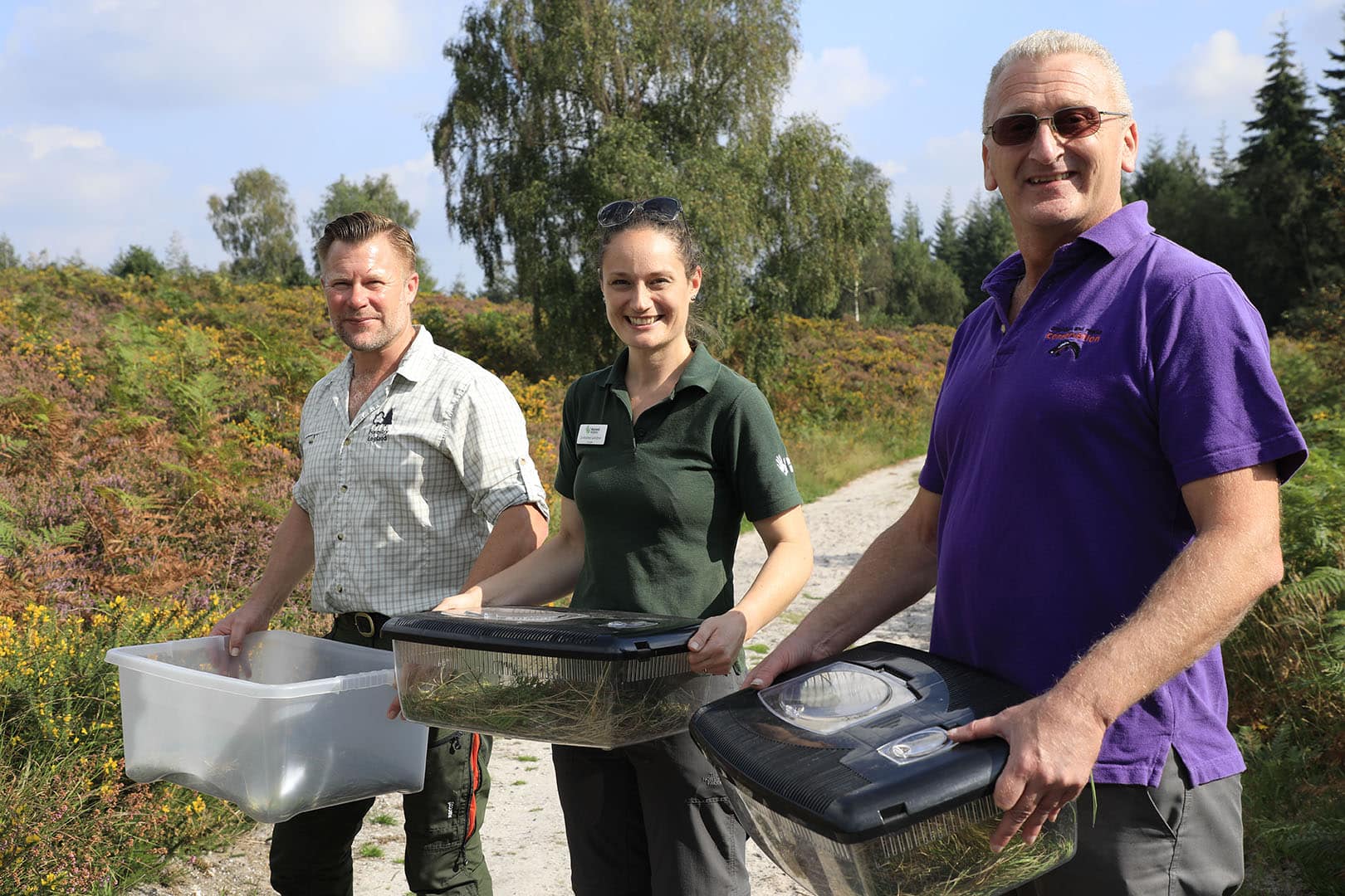 Sand lizard reintroduction