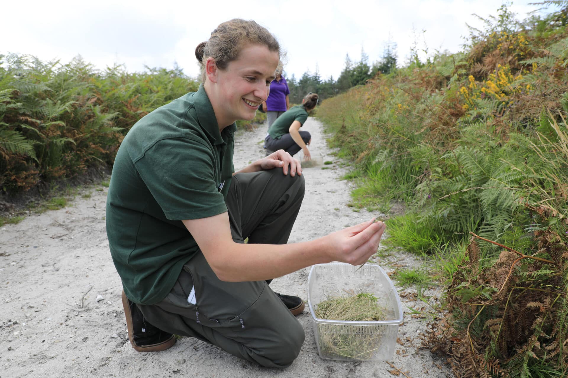 Sand lizard reintroduction