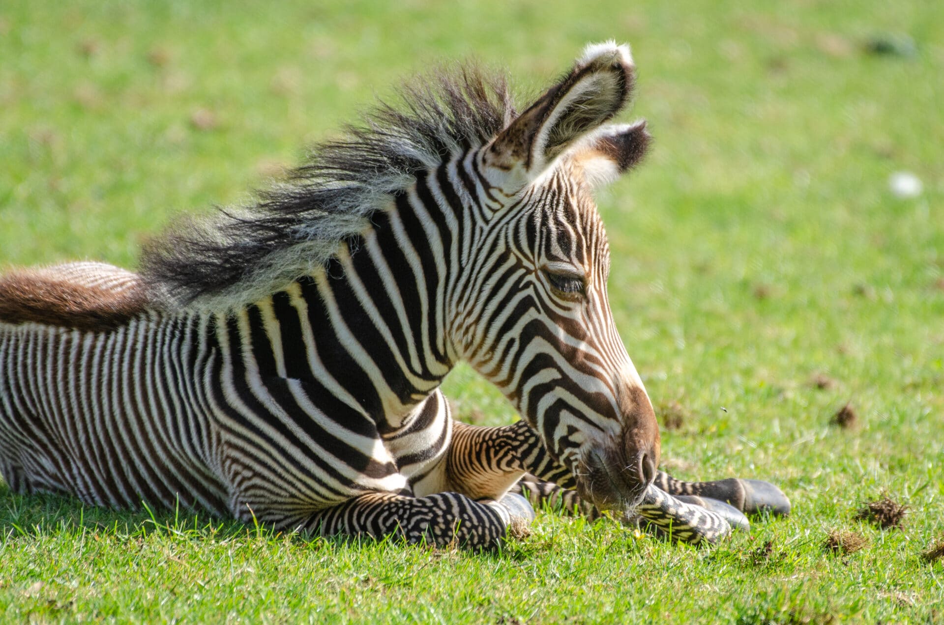 Zebra