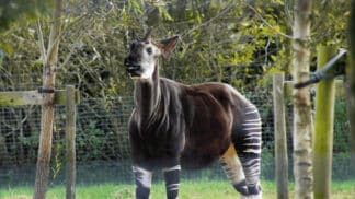 A male okapi at Marwell Zoo